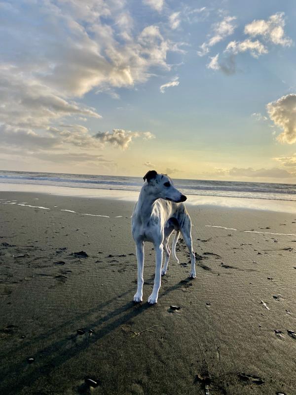 /Images/uploads/Big White Dog Photography/love-unleashed/entries/34109.jpg